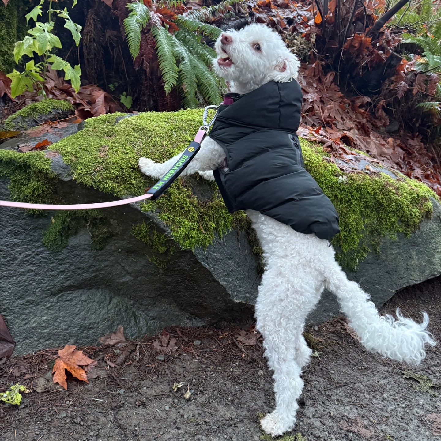 German Sheperd puppy laying in leafy area underneath a short yellow tree
