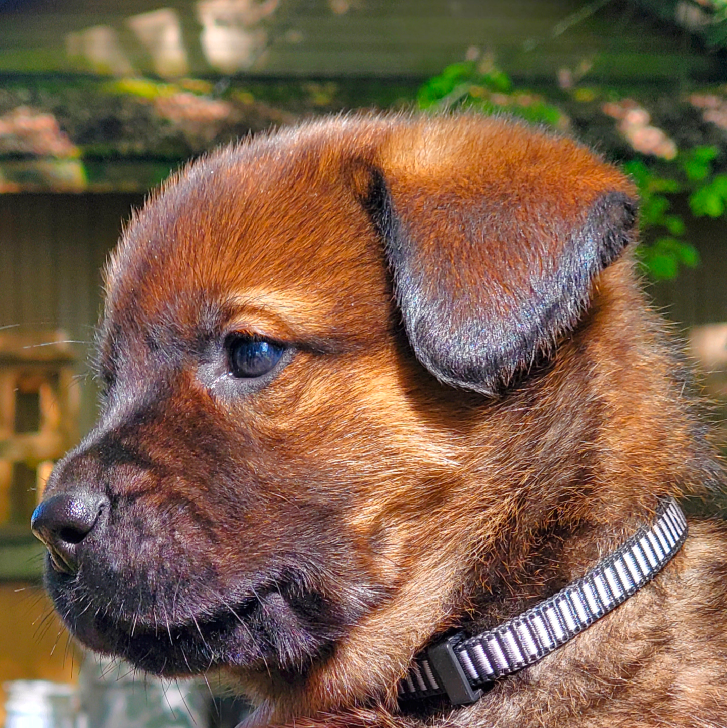 Close-up of a tan dog lying on the ground with eyes closed, appearing relaxed and content in the sunlight.