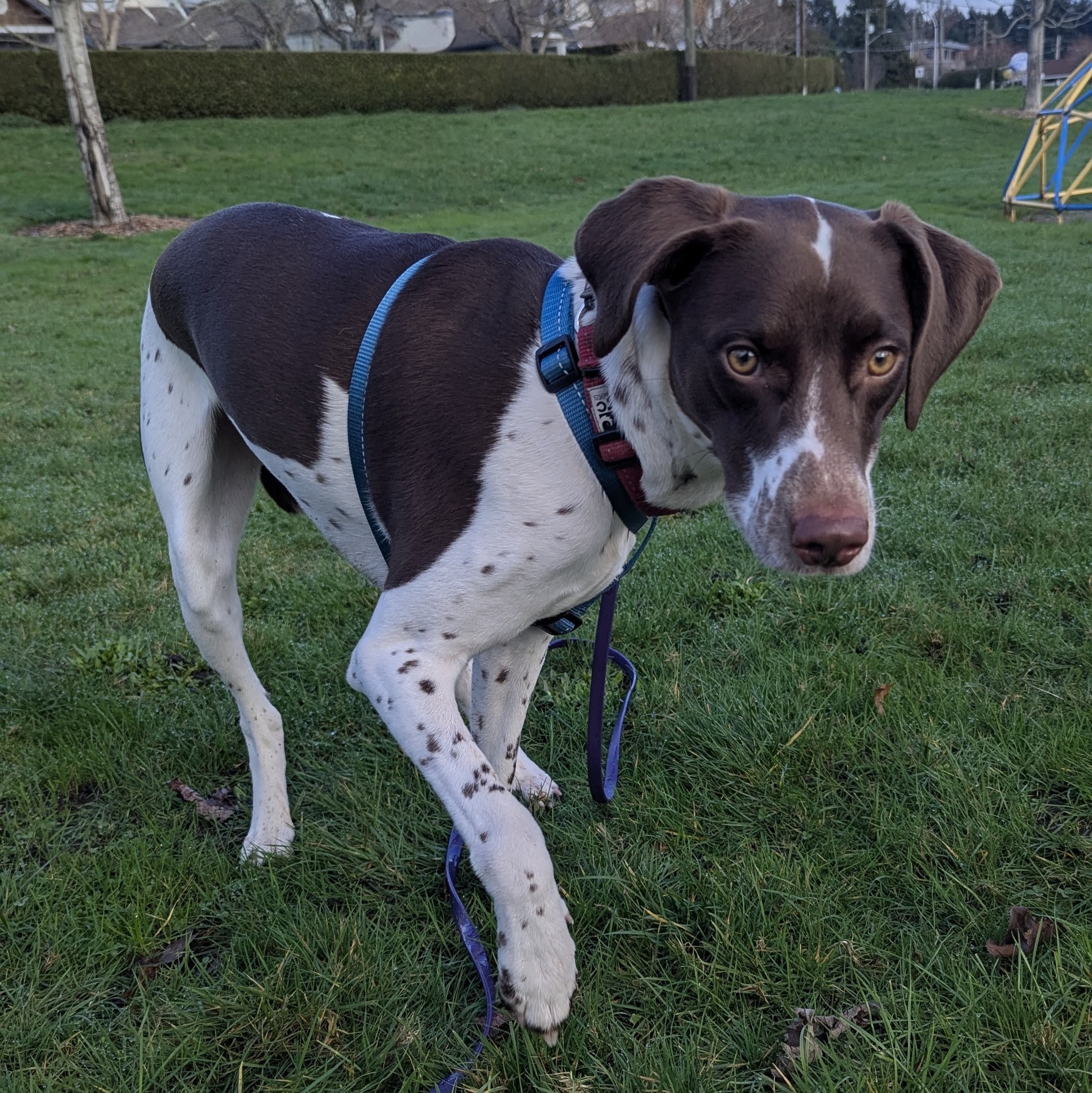 GSP puppy taking a step in a grassy field