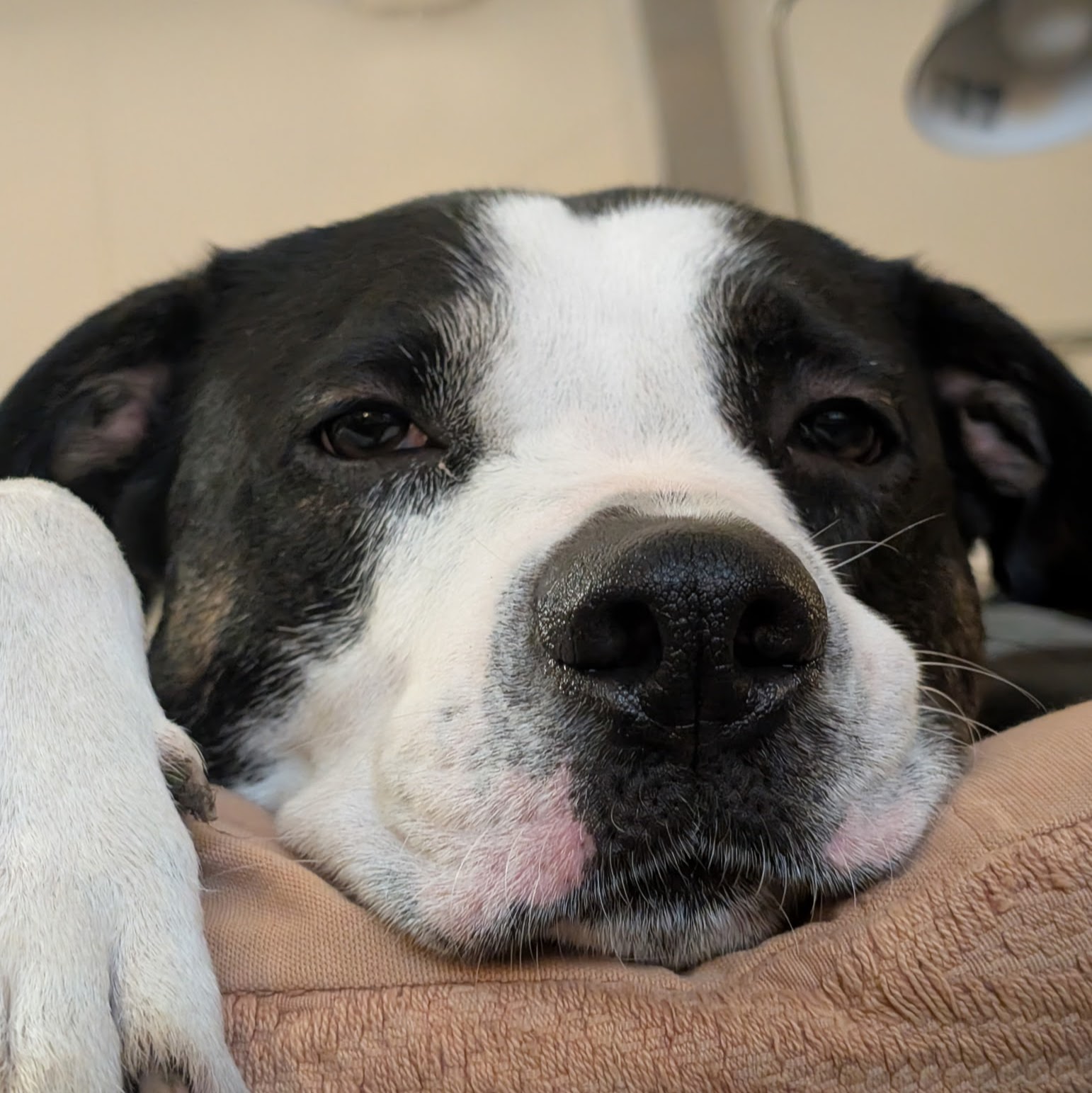 Close up of black and white dog's face who is resting on a pillow