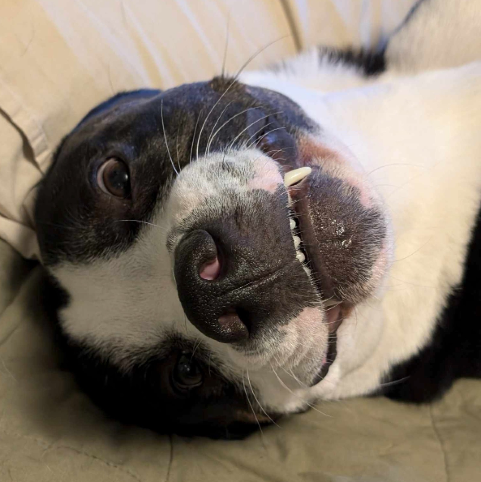close up of black and white dog's face