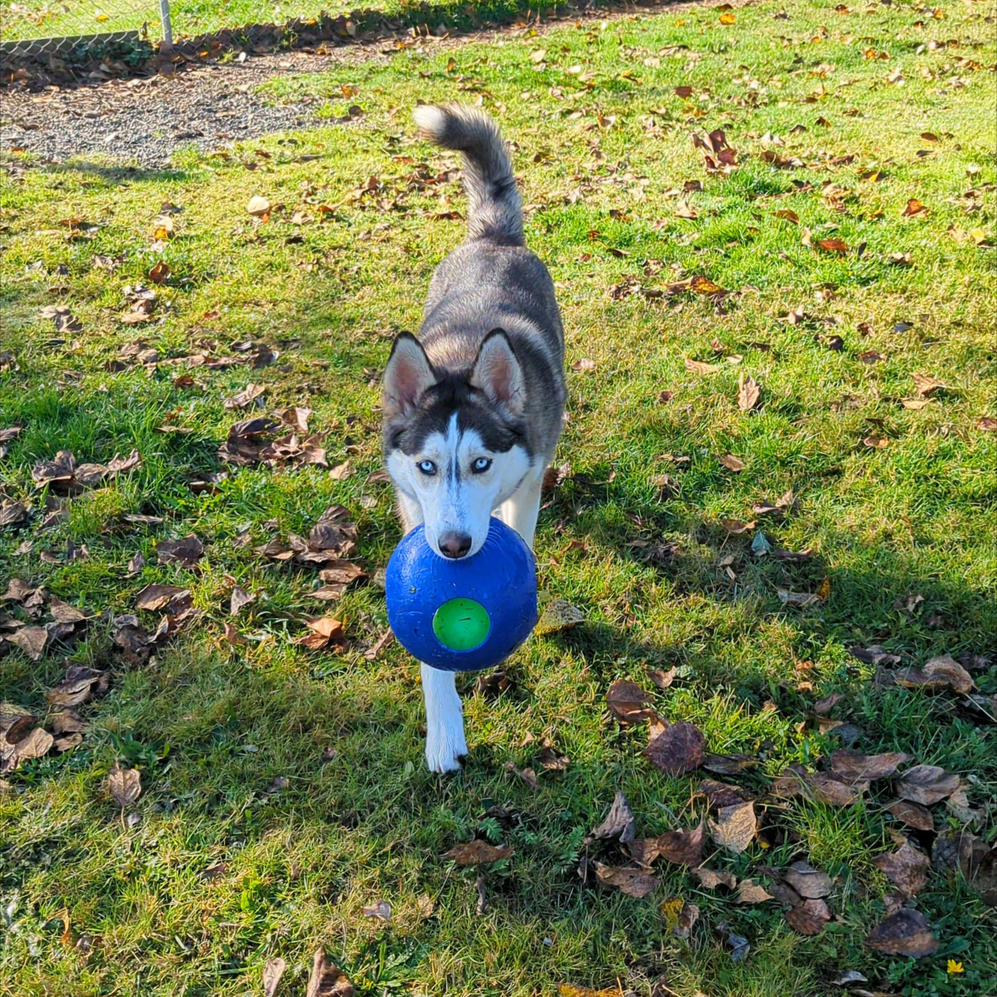 husky walks toward the camera across a grassy yard, carrying a large blue ball in mouth on a sunny day.