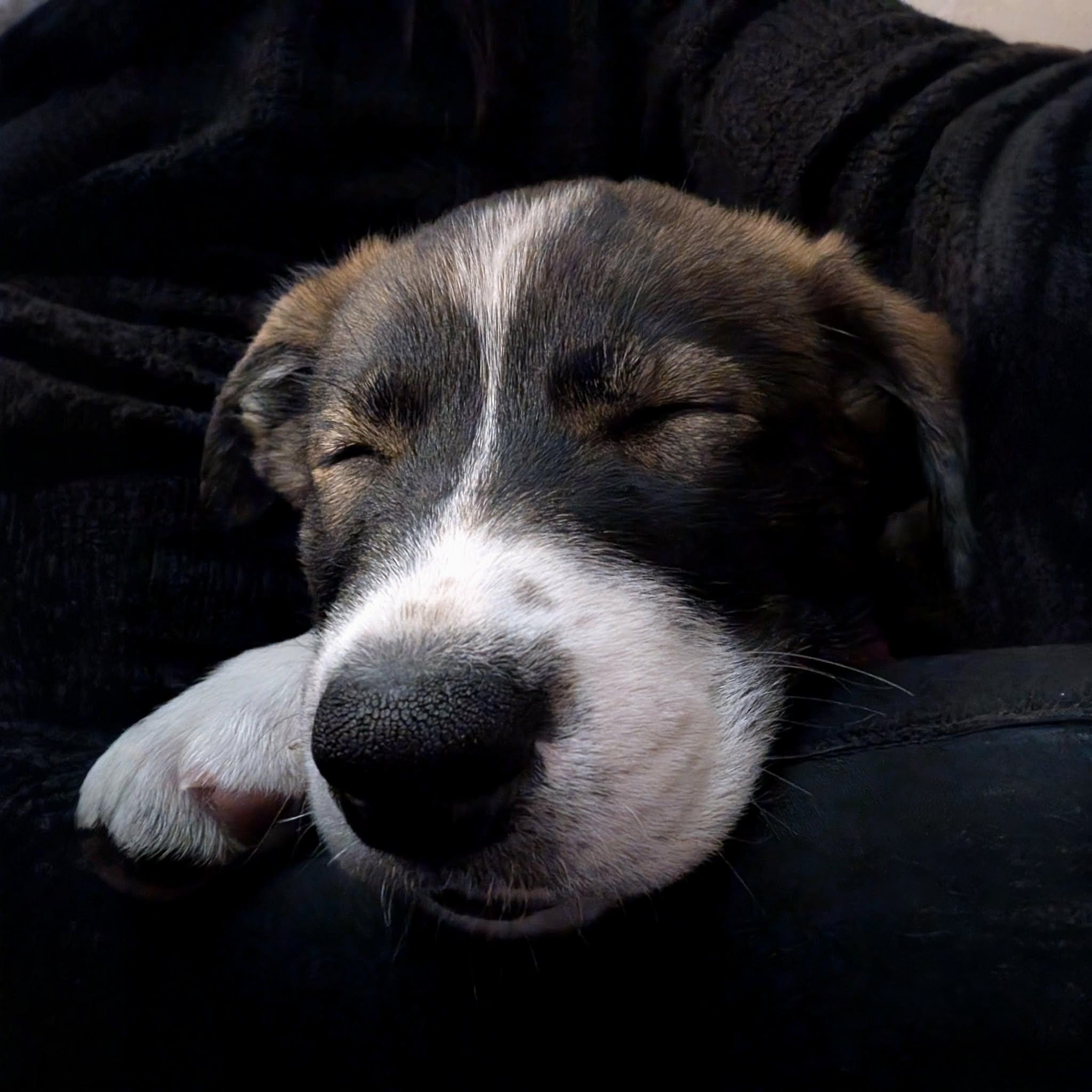 Adult Rottweiler lying on a soft blanket, looking off to the side in soft natural light.