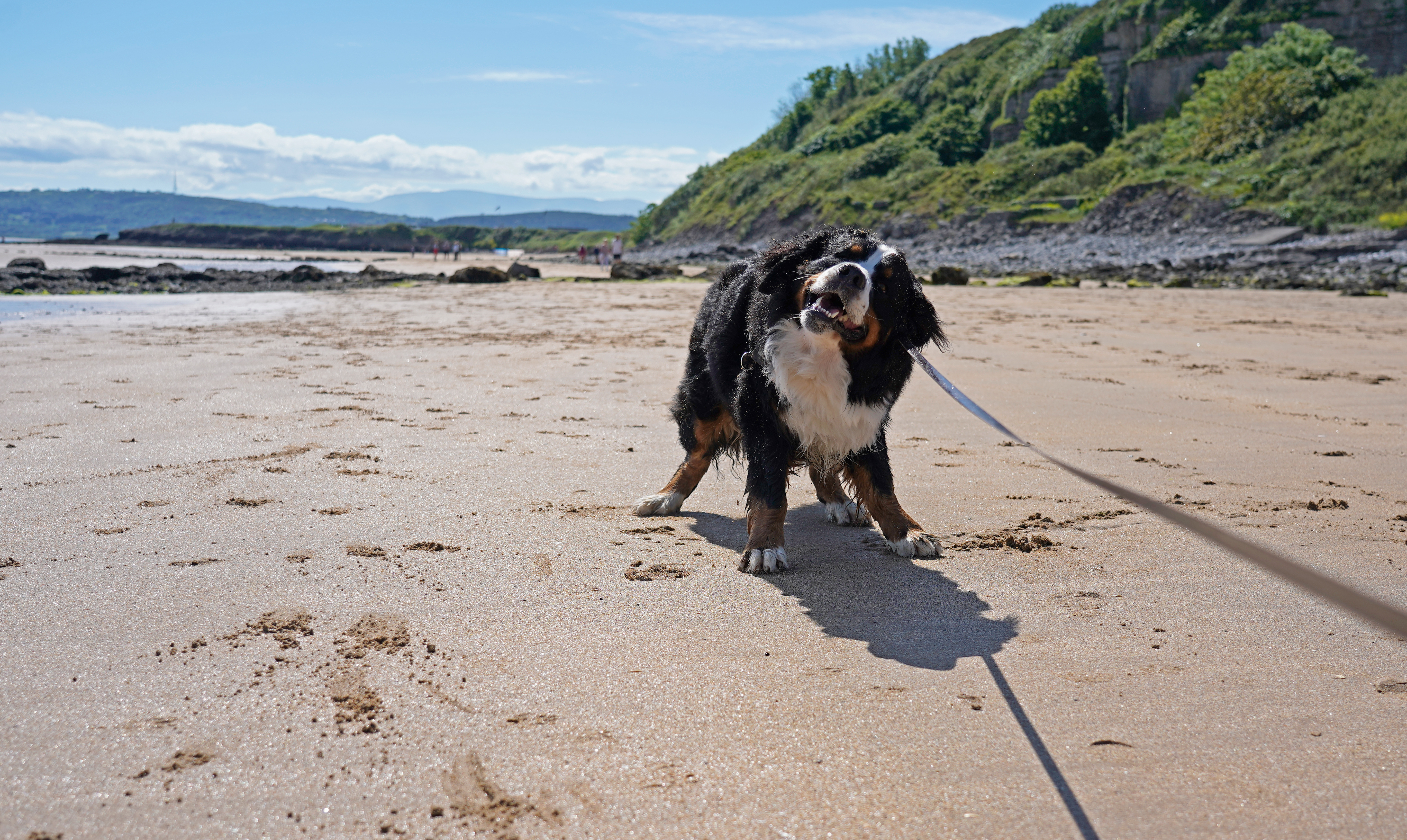 Bernese Mountain dog shaking off on the beach