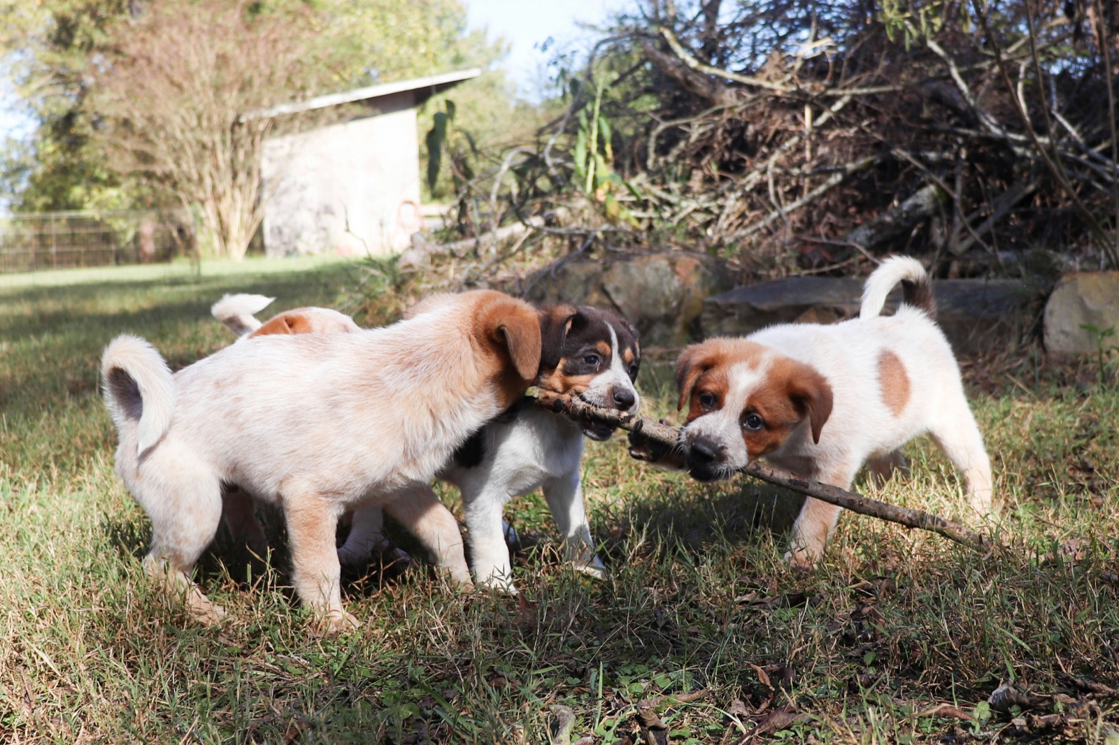 three puppies playing together