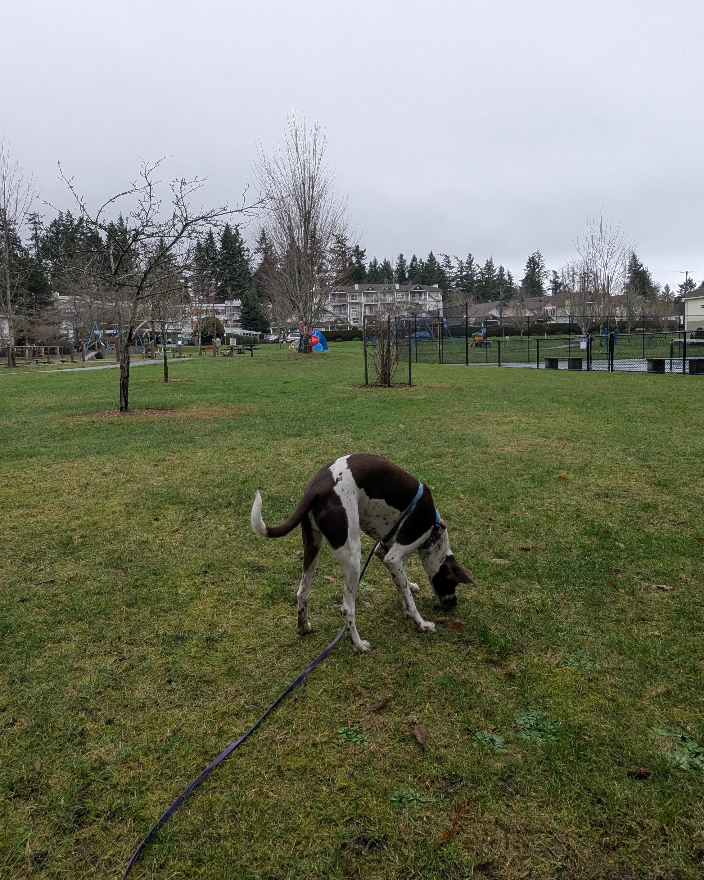 brown and white dog sniffing the grass, there is playground equipment and tennis courts in the background