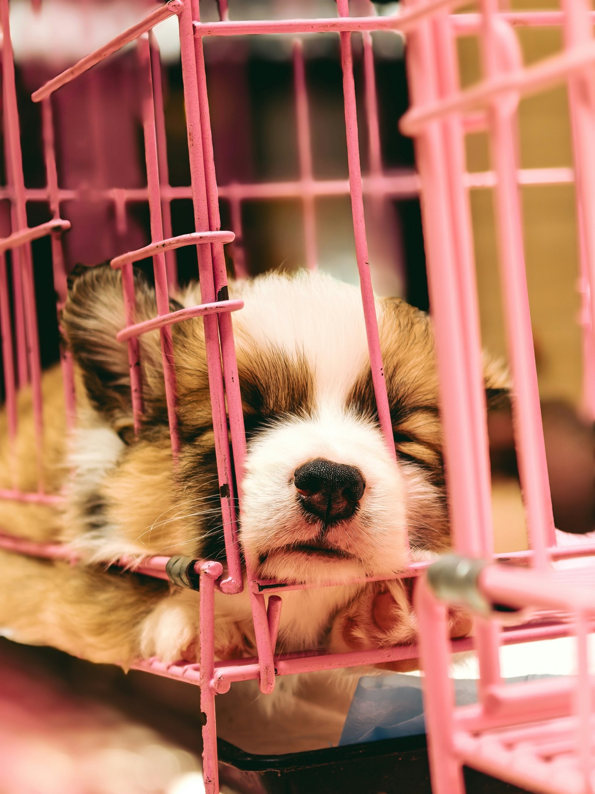 dog relaxing calmly in a crate