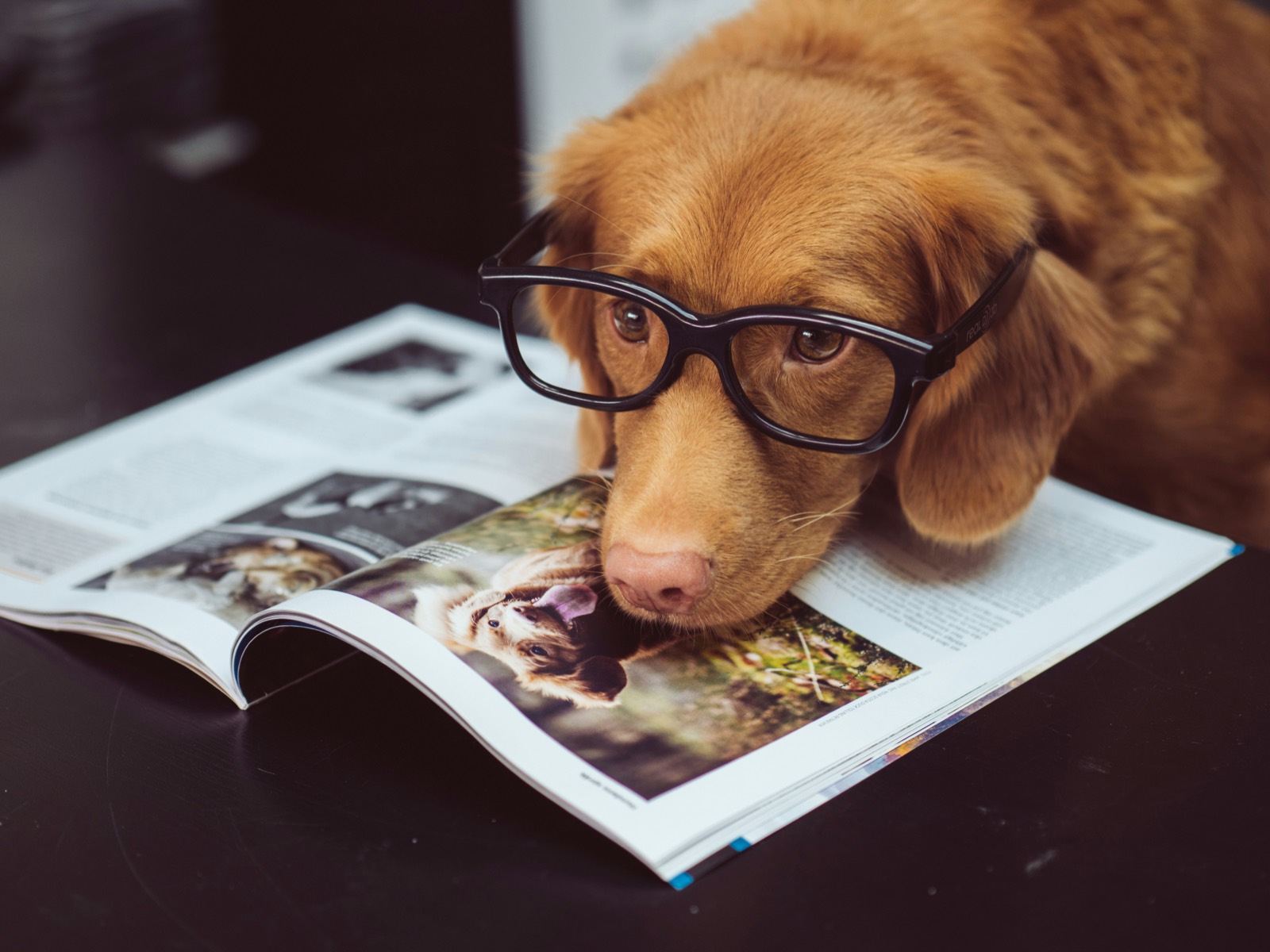 dog reading a book