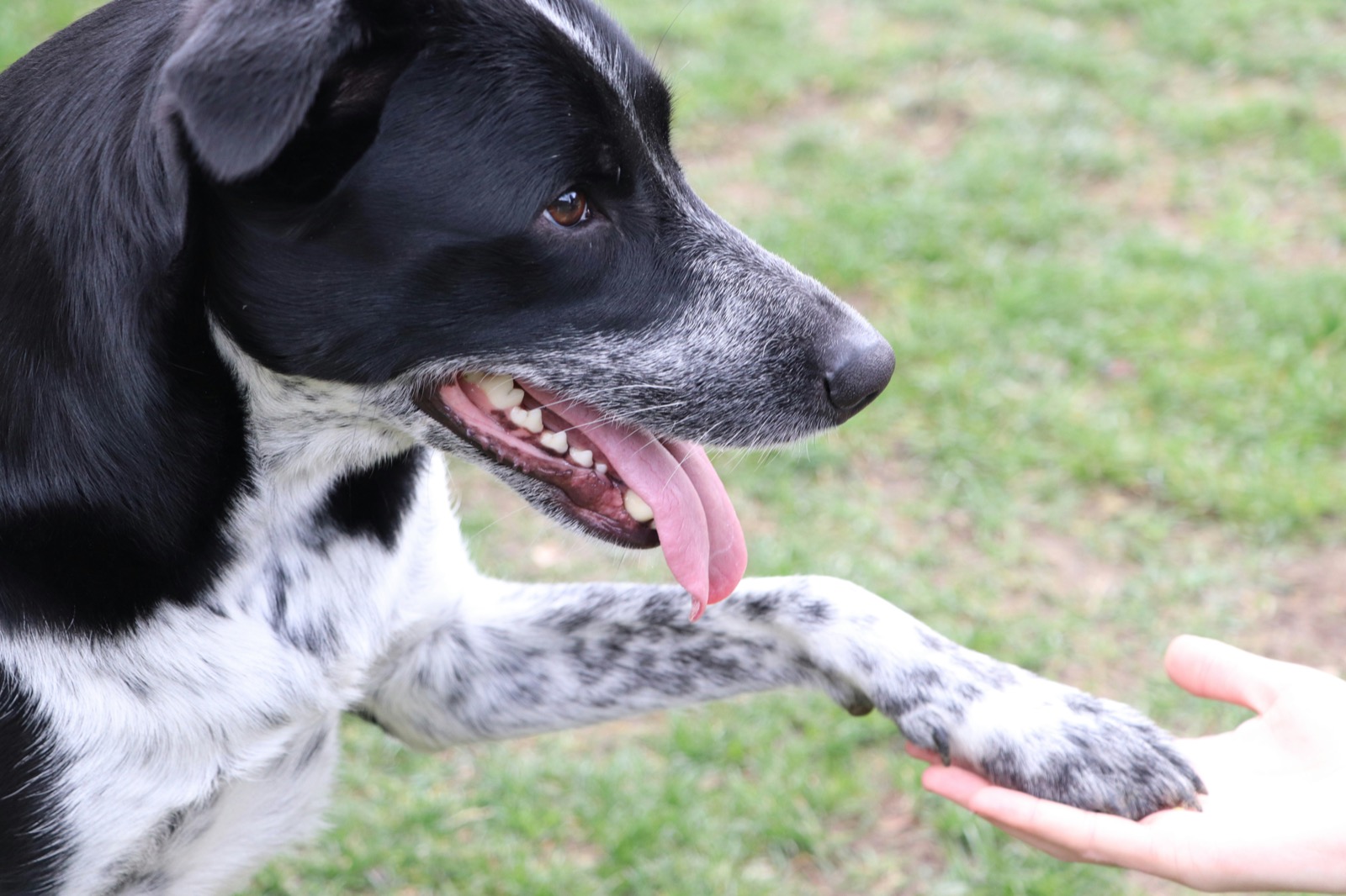 dog shaking paw with a person