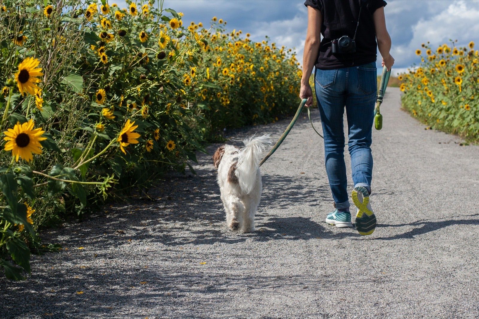 dog walking on a leash