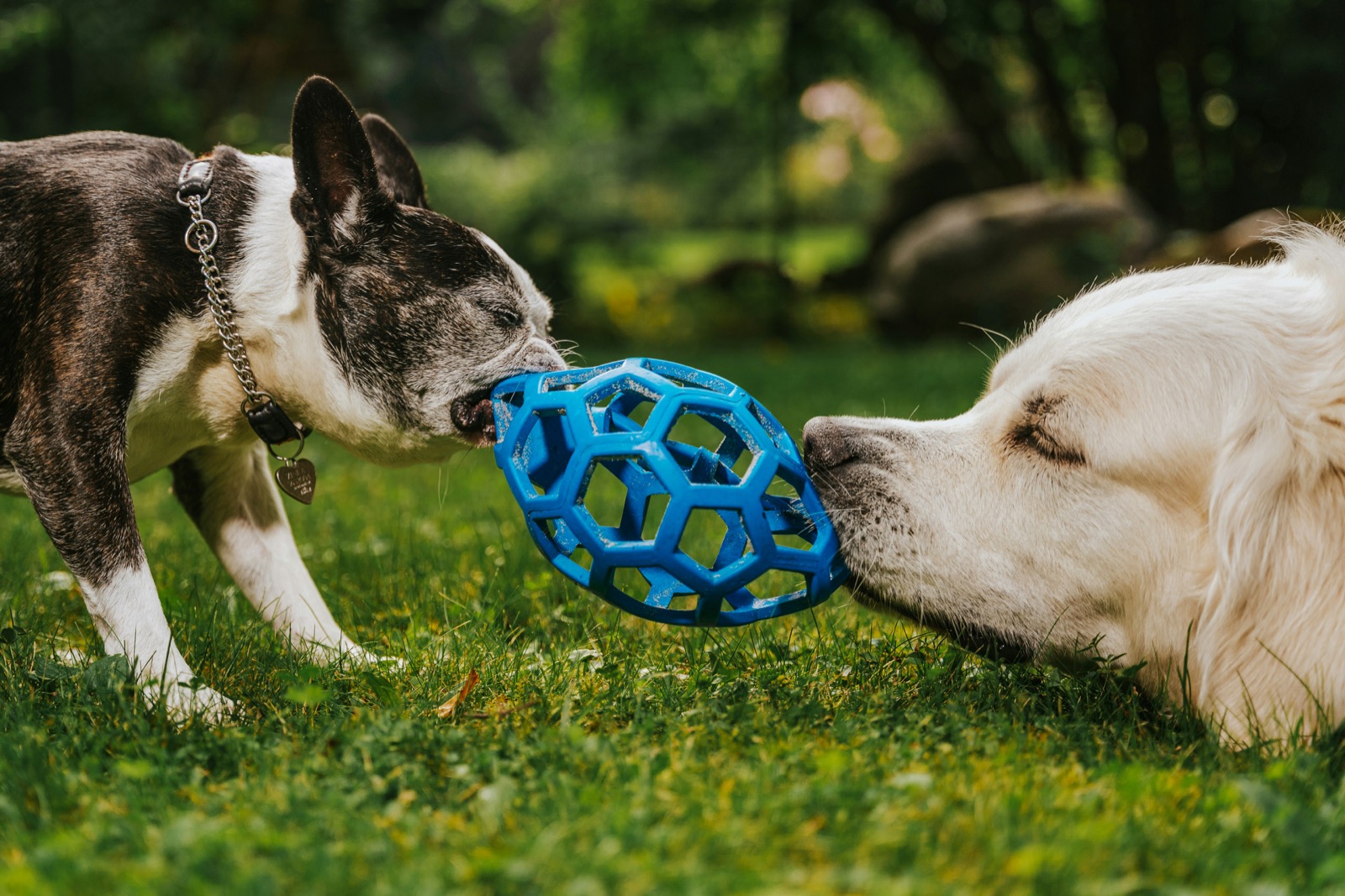 two dogs playing tug with a toy