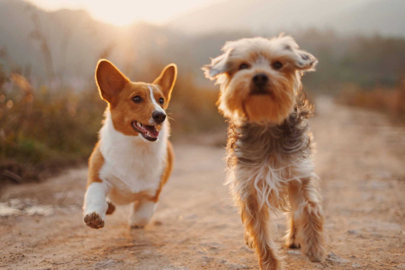 two dogs playing together in a grassy area