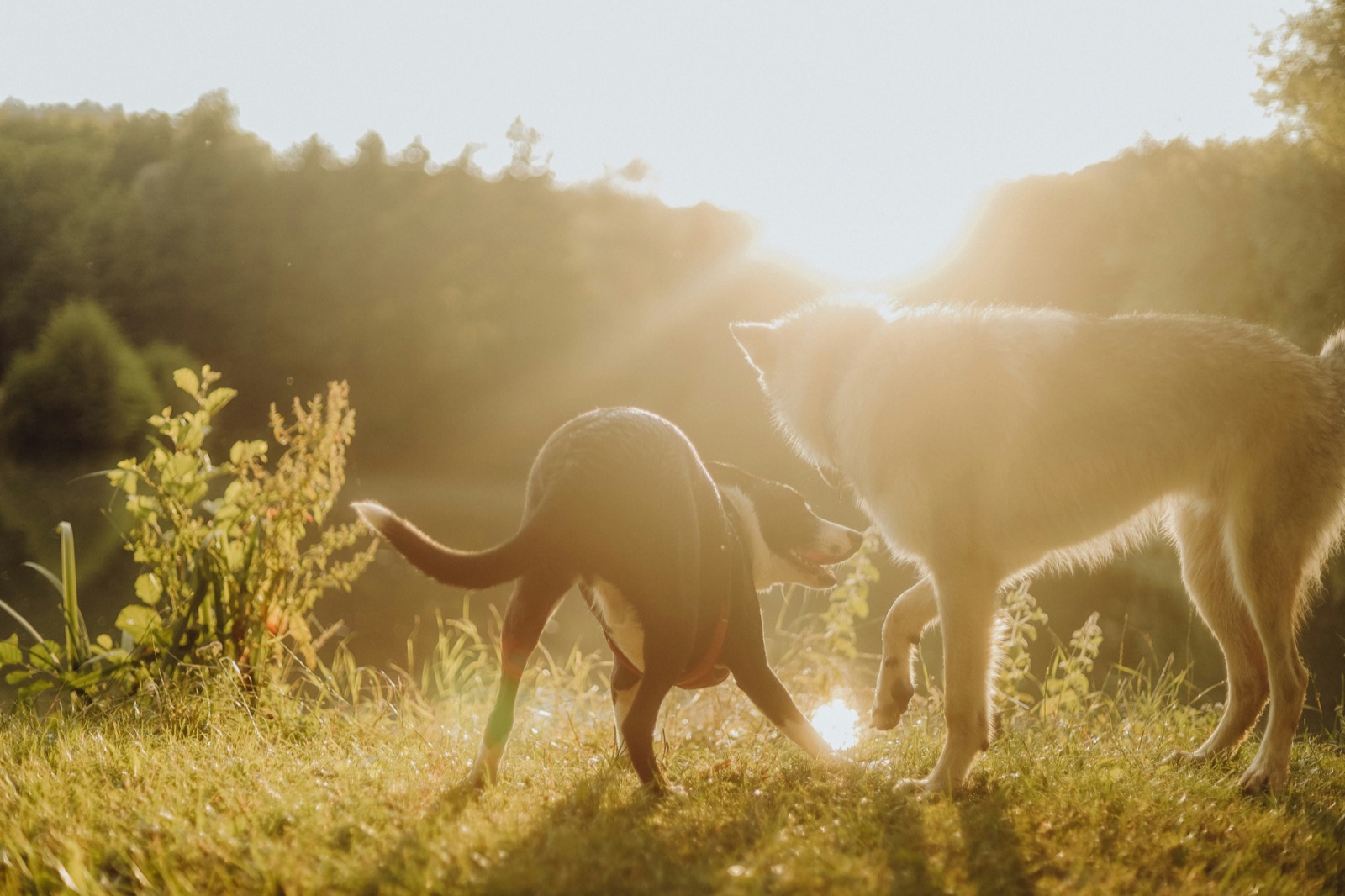 dogs playing together happily