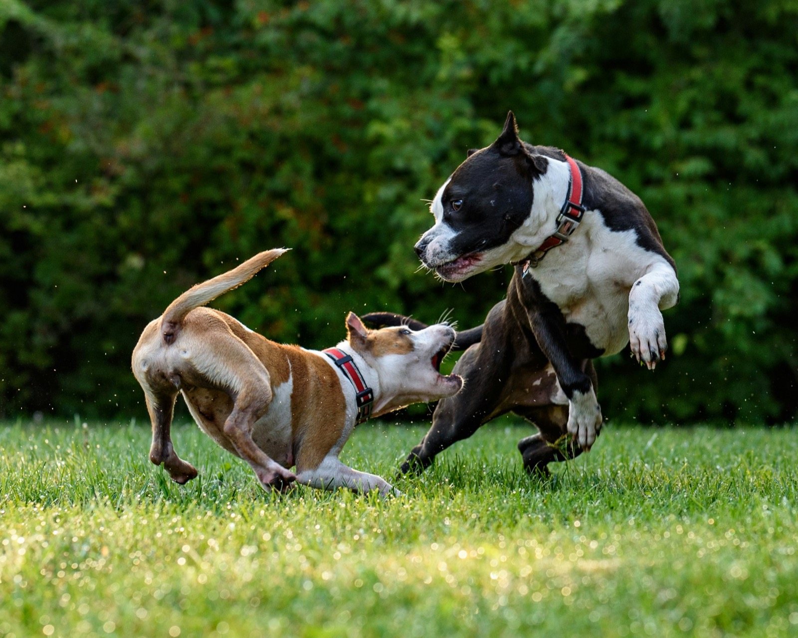 dogs playing together happily