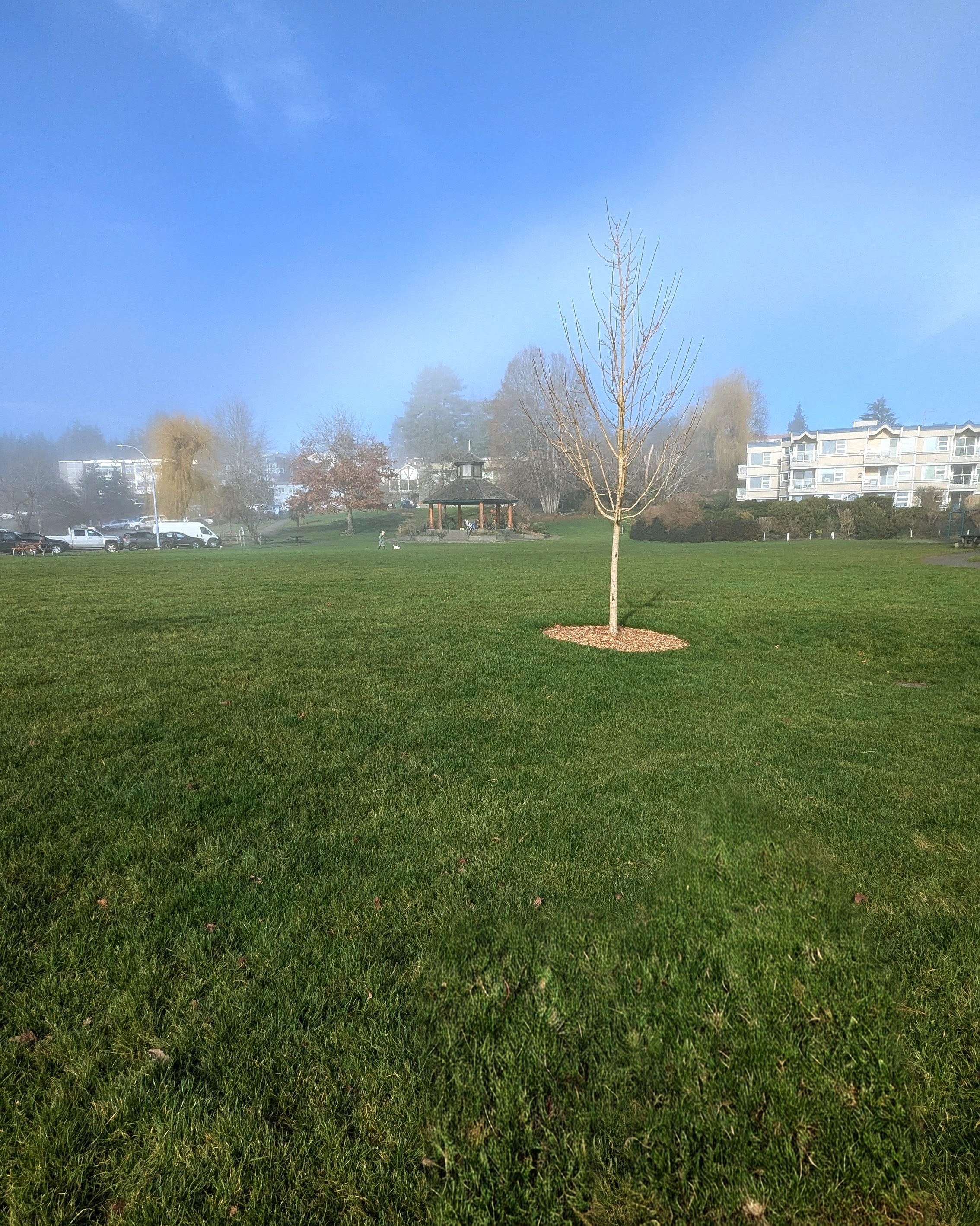 green grassy field with small tree and gazebo in distance