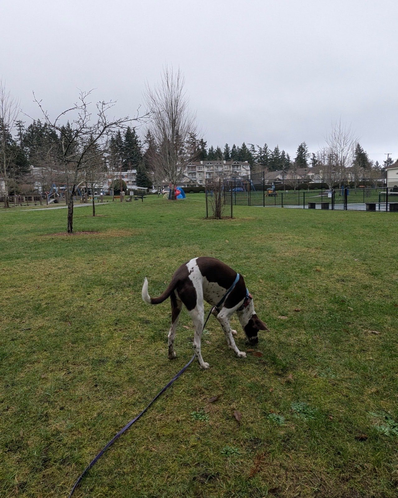 brown and white dog sniffing the grass, there is playground equipment and tennis courts in the background