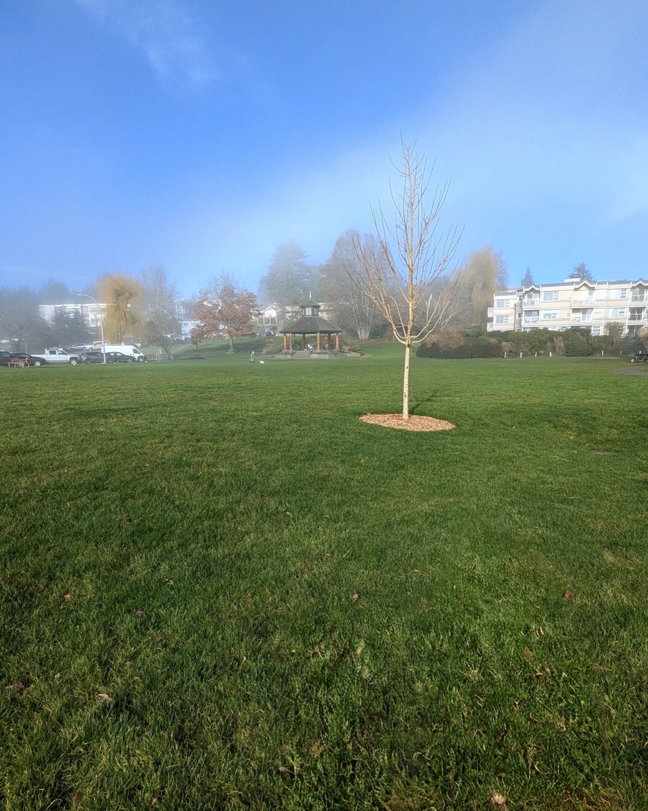 green grassy field with small tree and gazebo in distance