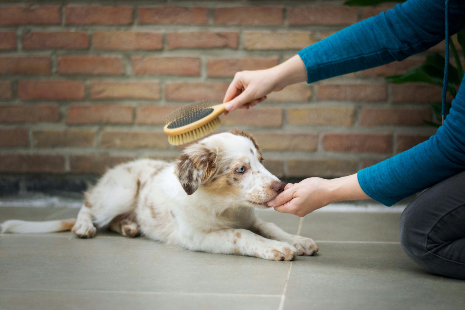 puppy being gently brushed during socialization practice