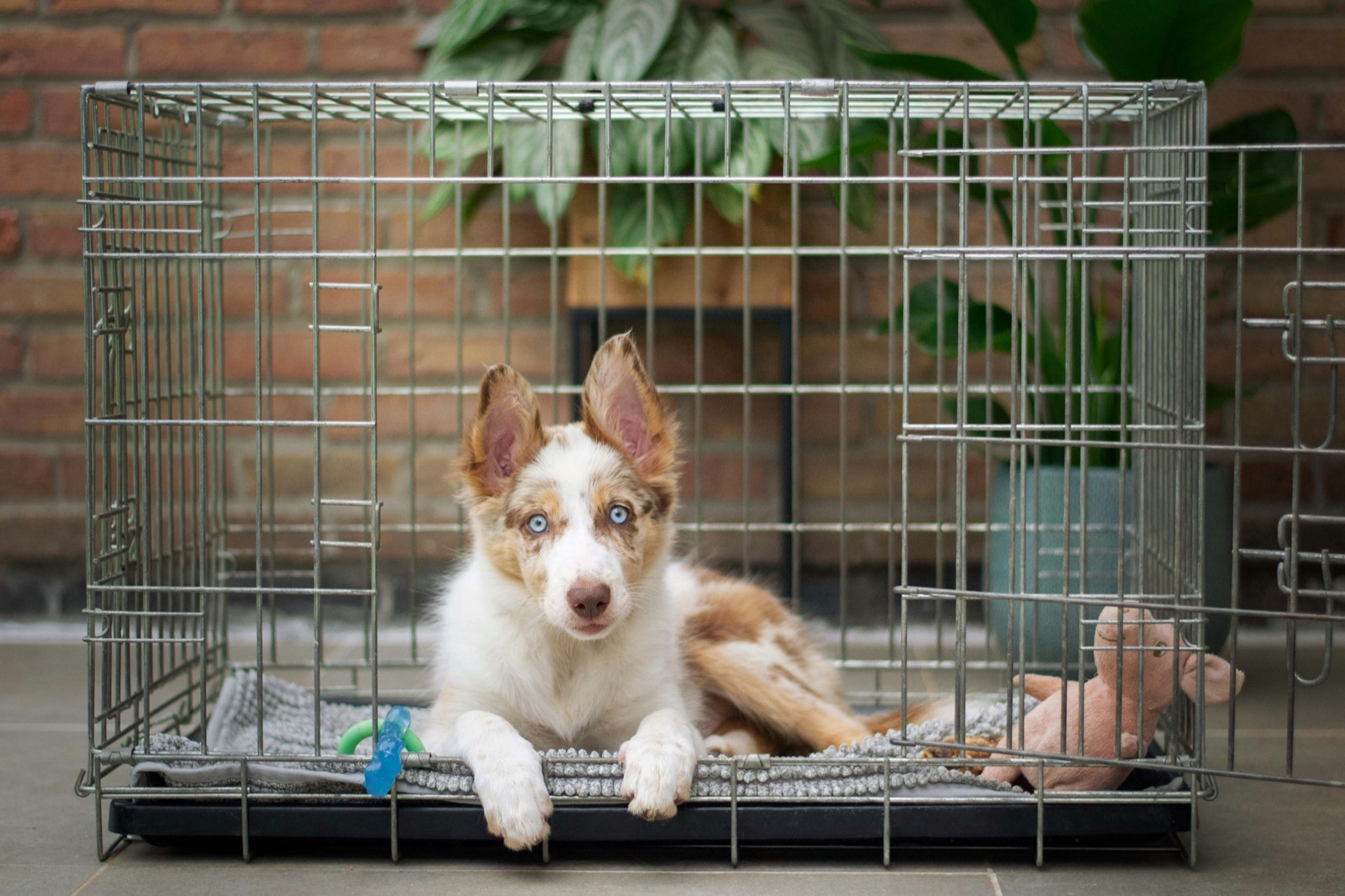 puppy inside a crate
