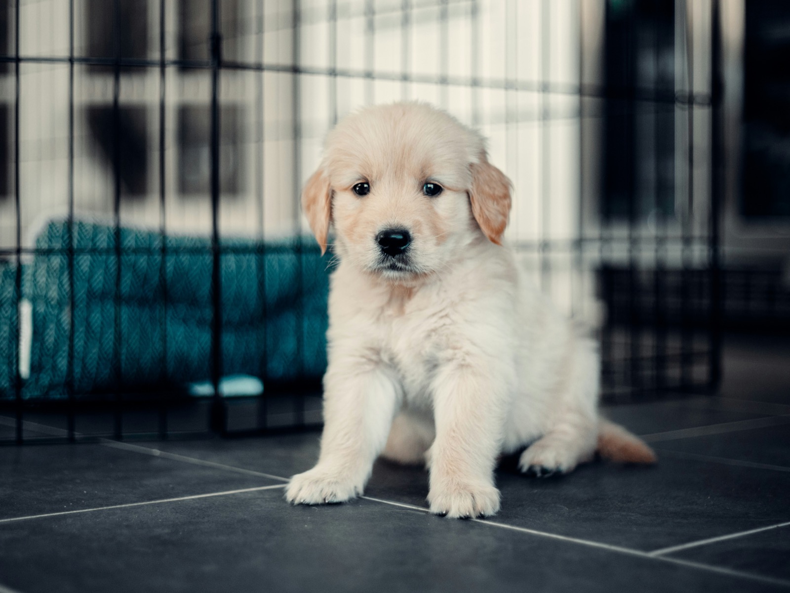 puppy resting comfortably inside an open crate