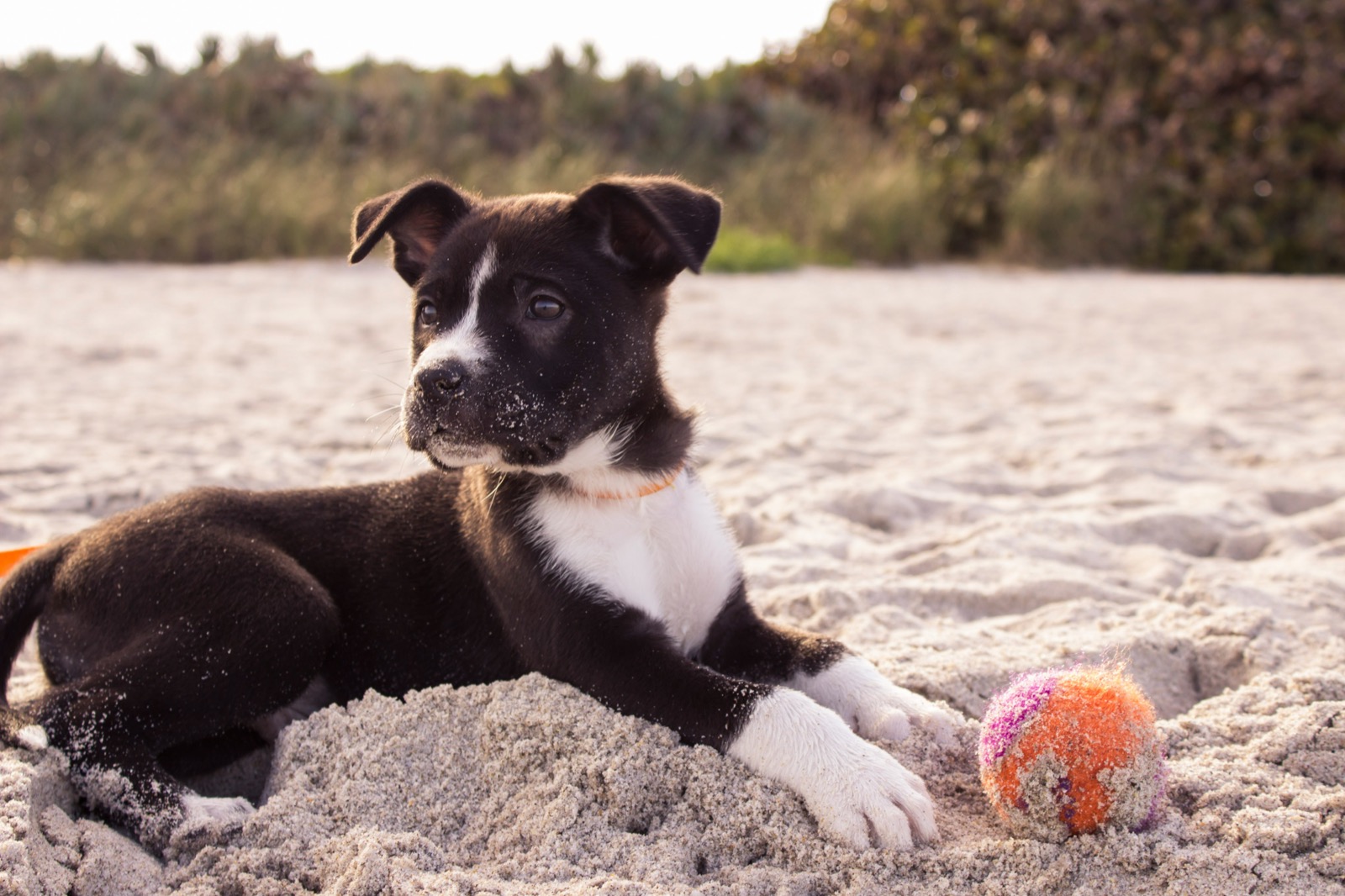 puppy laying down with a ball
