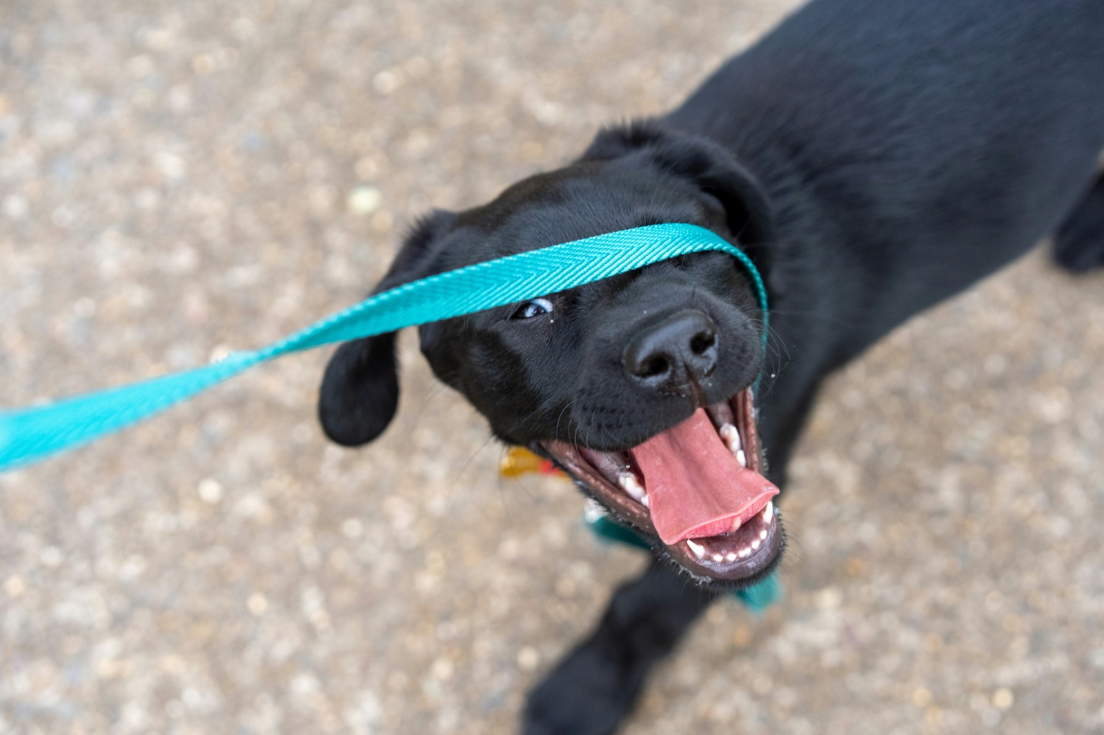puppy on a leash outdoors