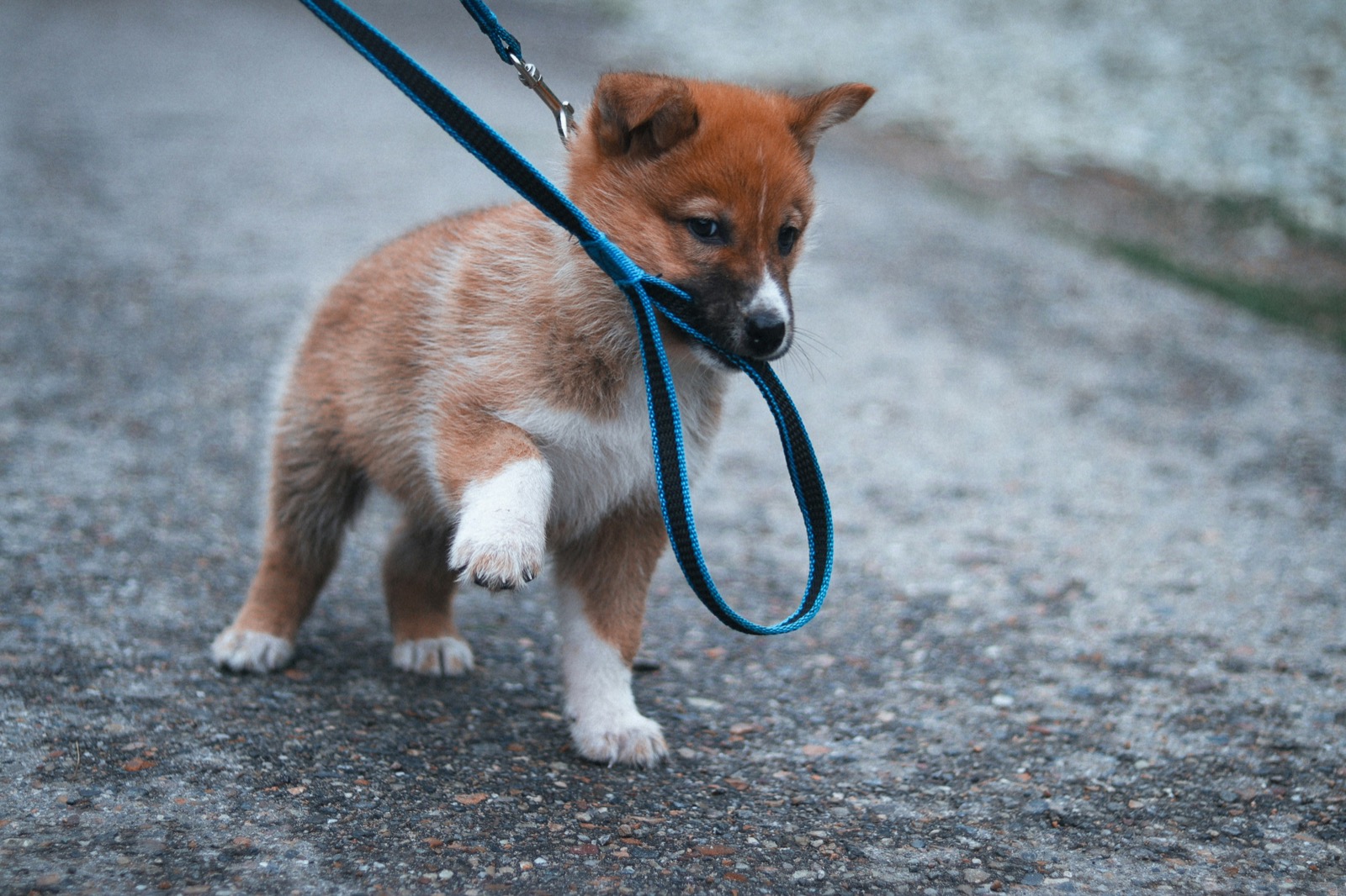 puppy walking on a leash outdoors