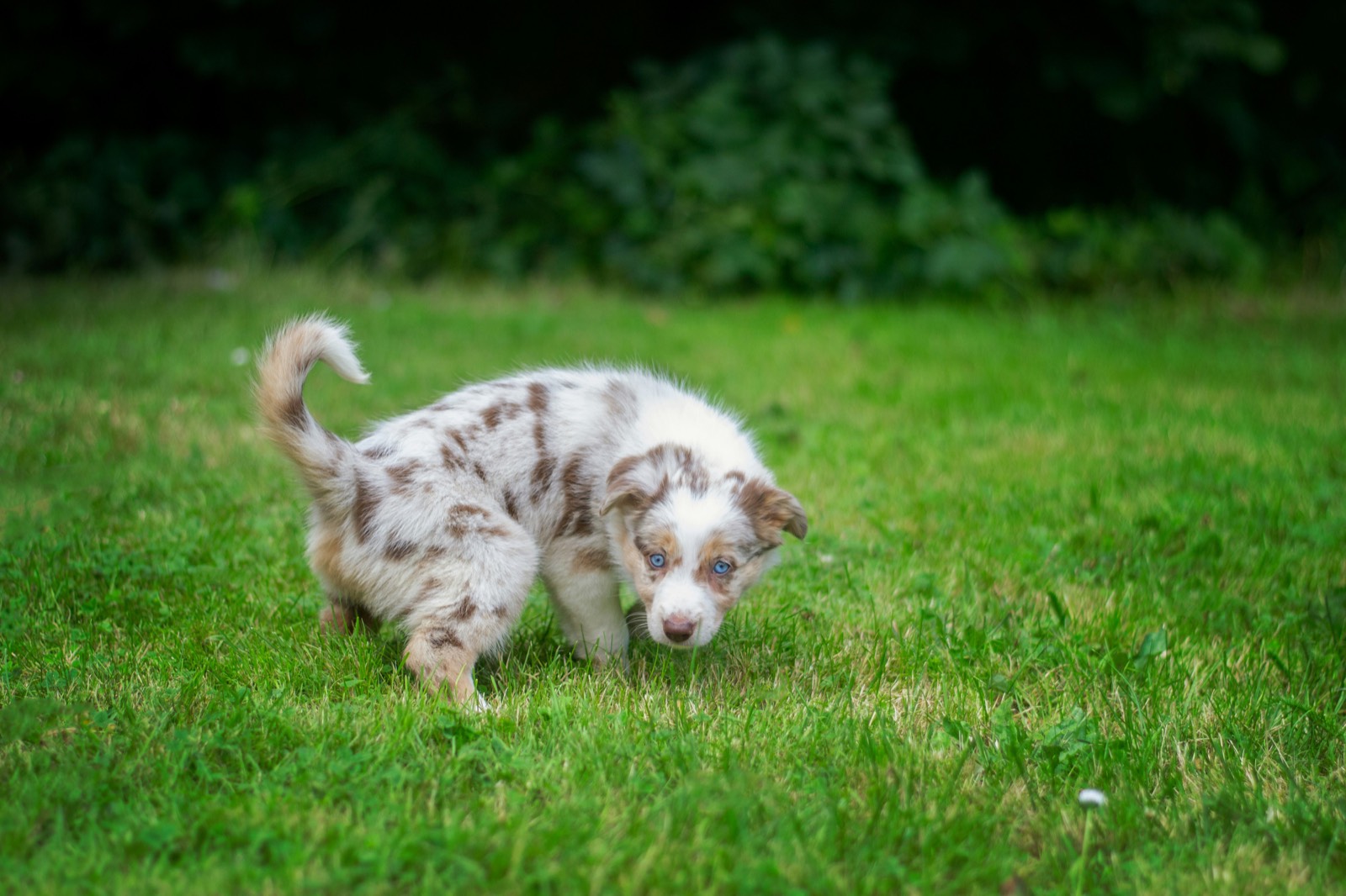 puppy going to the bathroom outside on the grass