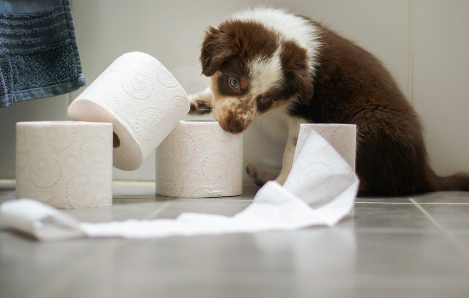 puppy with toilet paper