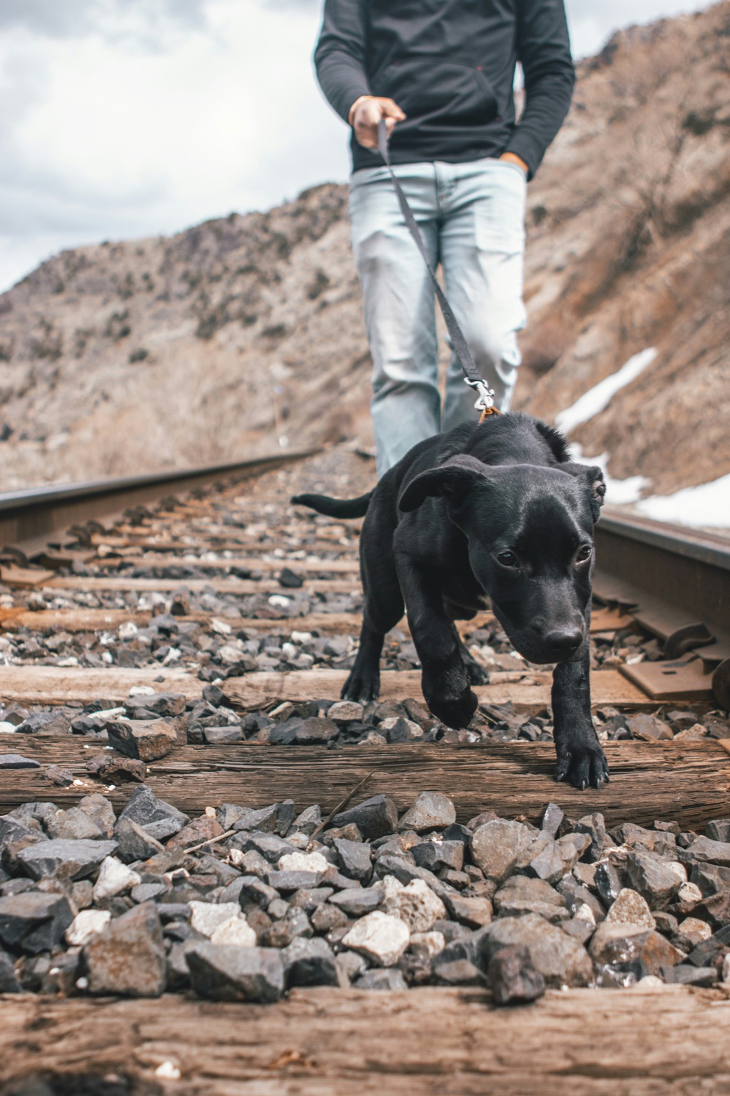 young puppy walking on a leash outdoors