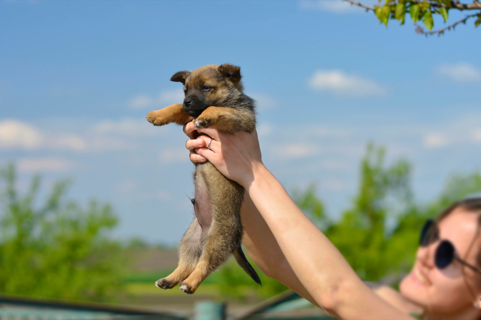 person holding a puppy up in the air like Simba from The Lion King
