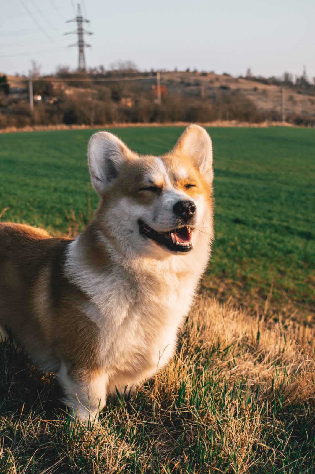 happy smiling corgi looking at the camera