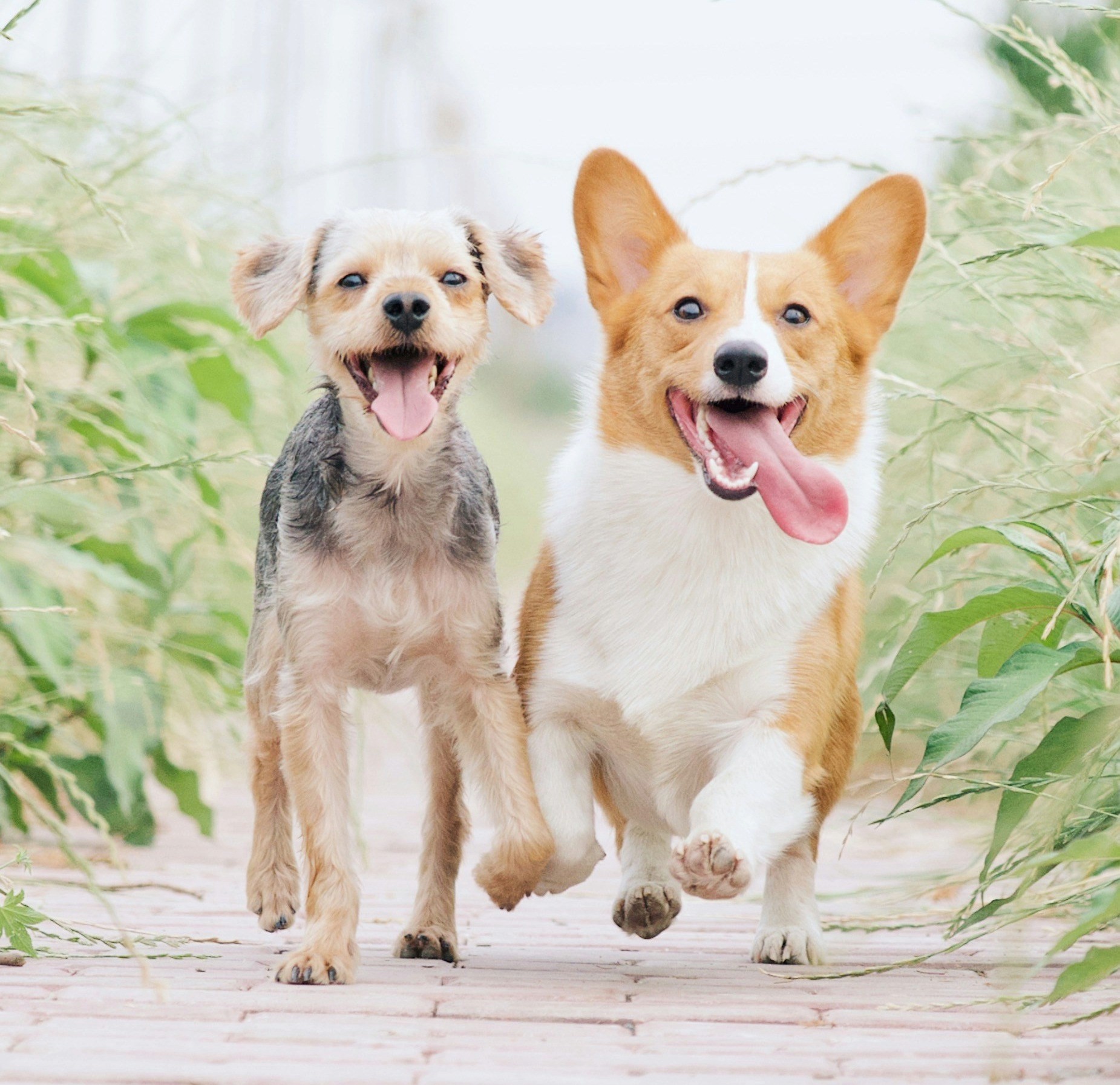 two happy puppies running side by side