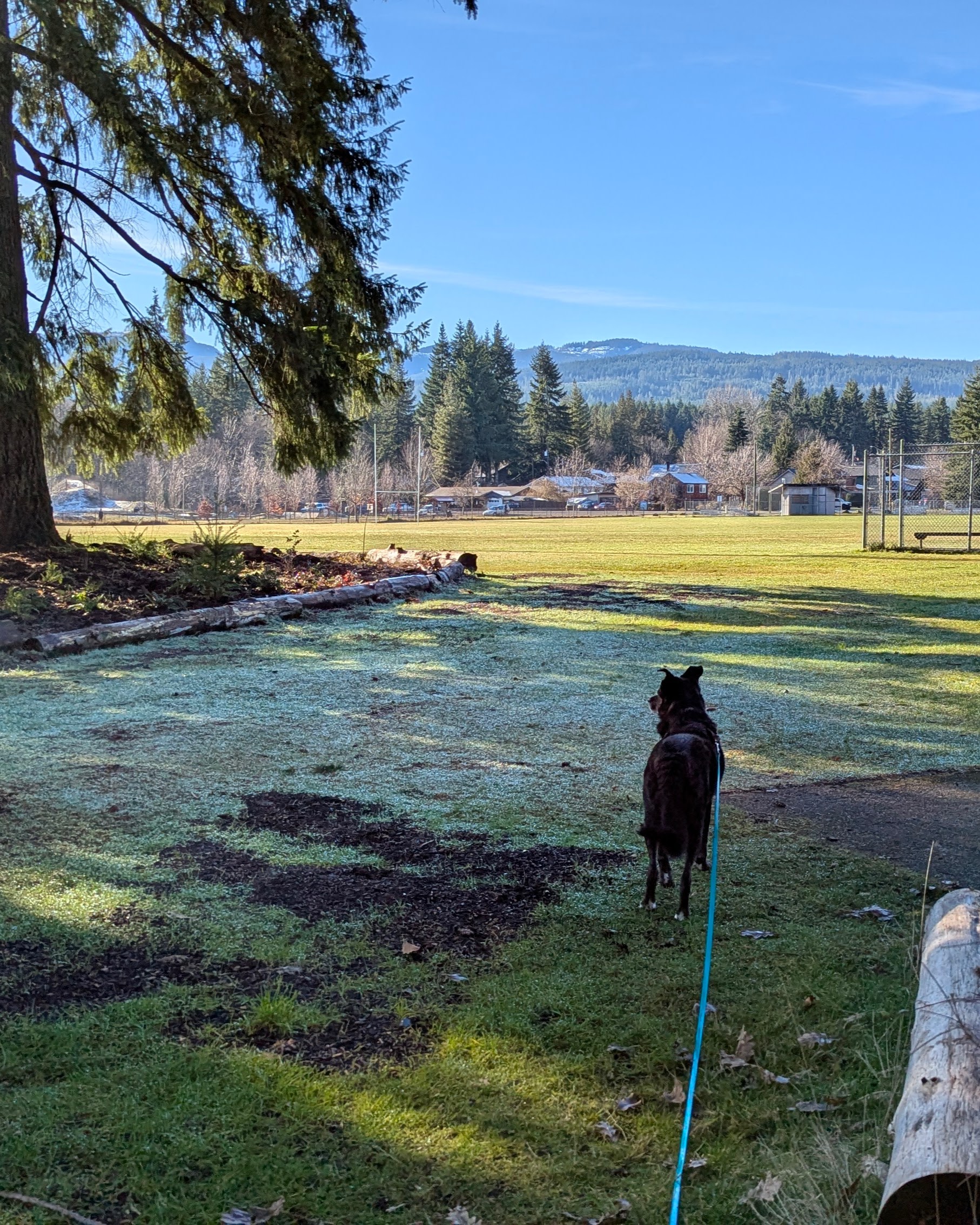 black dog standing in grassy field with trees nearby