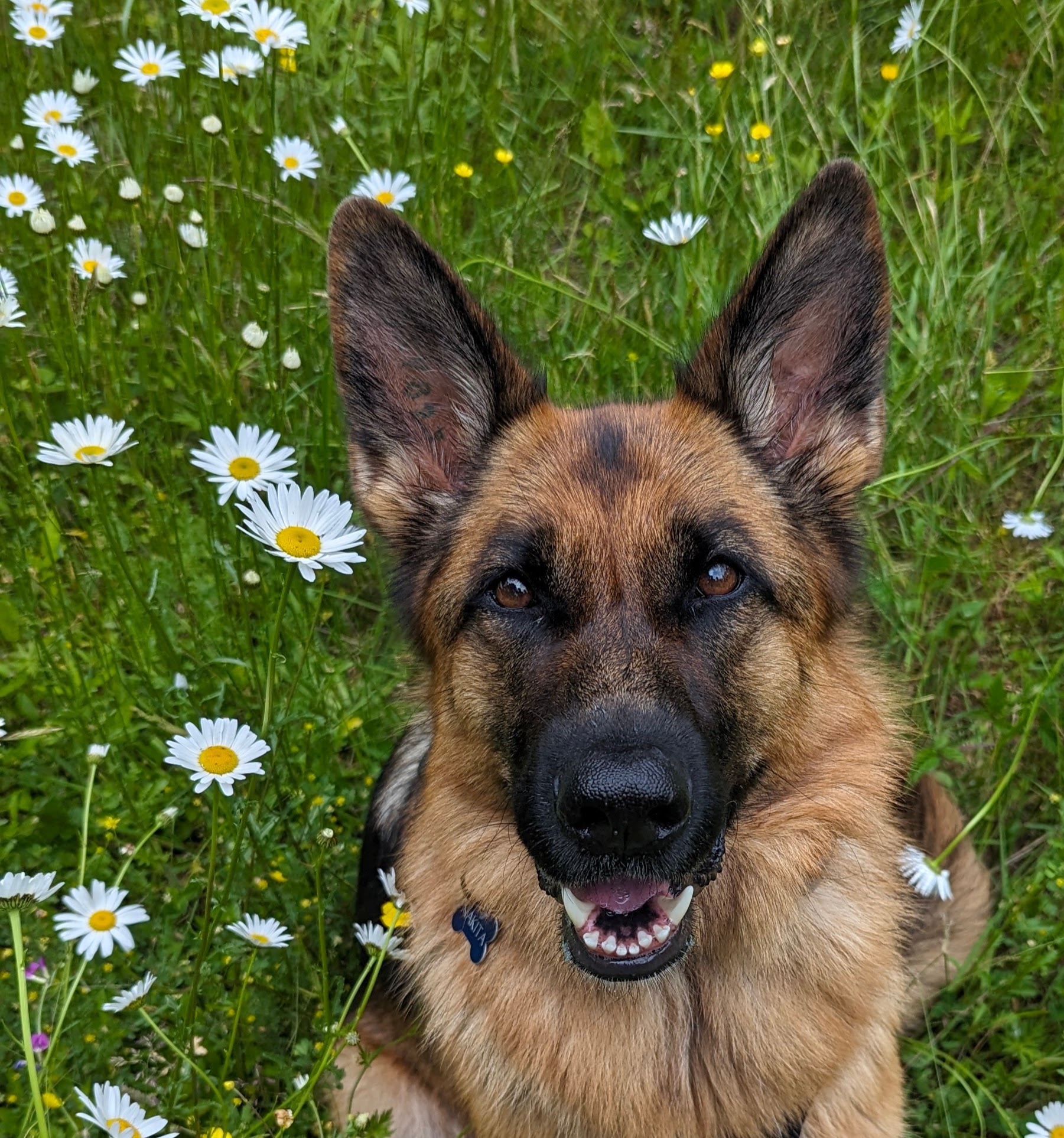 beautiful german shepherd with a big smile in a field of flowers