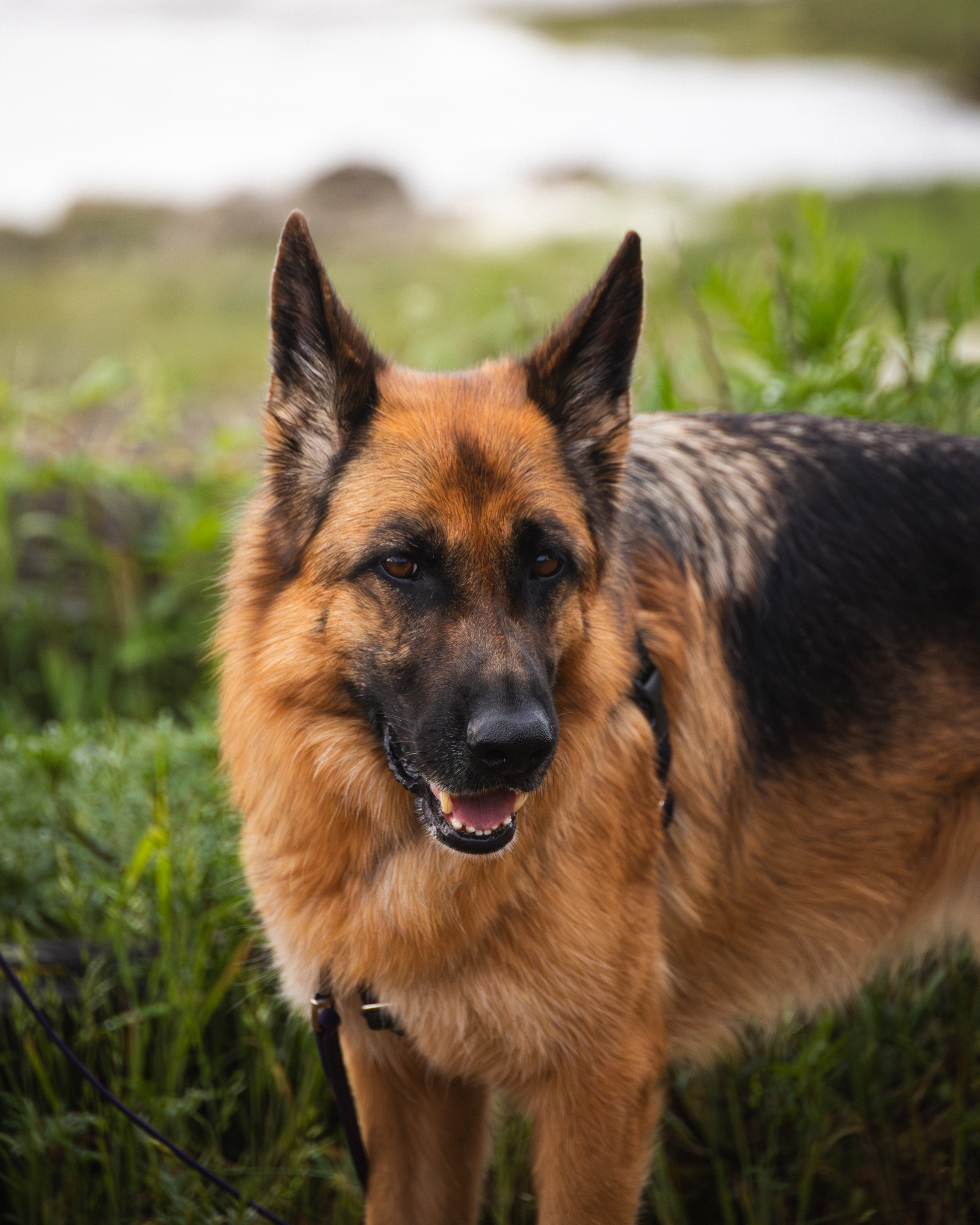 Nakita the german shepherd